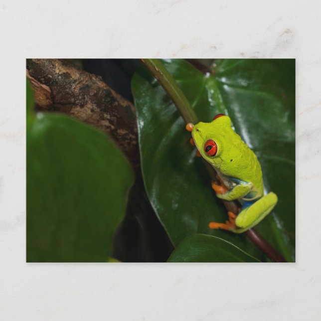 Red Eyes Frog On Stem Postcard (Front)