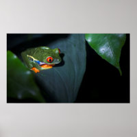 Red Eyes Frog Sitting