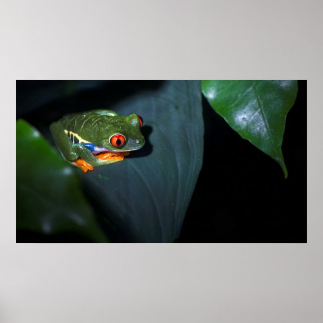 Red Eyes Frog Sitting Poster (Front)