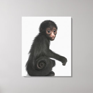 Red-faced Spider Monkey - Ateles paniscus (3 Canvas Print
