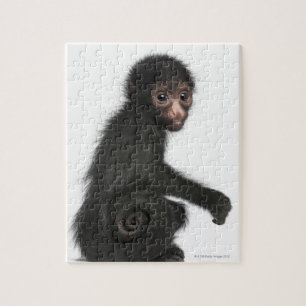 Red-faced Spider Monkey - Ateles paniscus (3 Jigsaw Puzzle