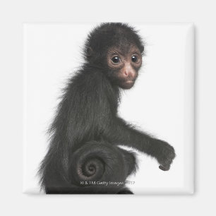 Red-faced Spider Monkey - Ateles paniscus (3 Magnet