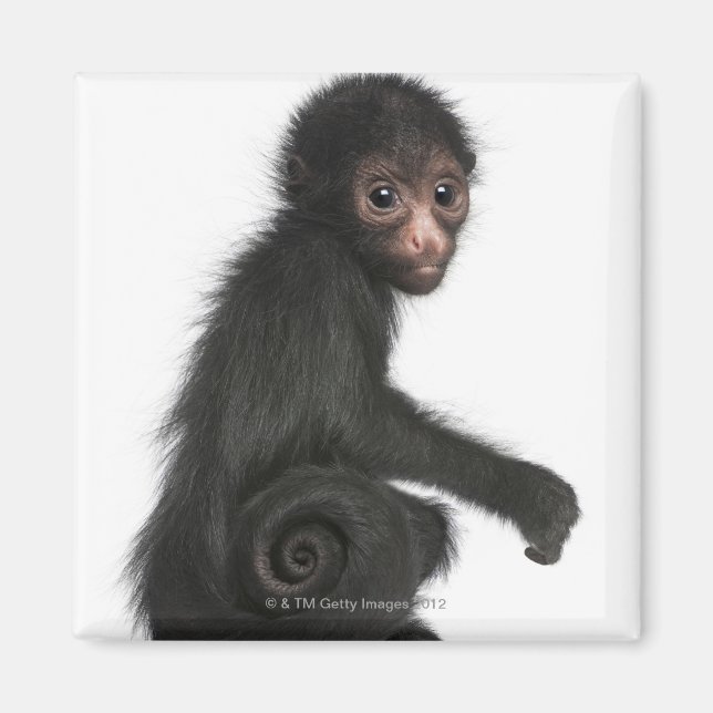 Red-faced Spider Monkey - Ateles paniscus (3 Magnet (Front)