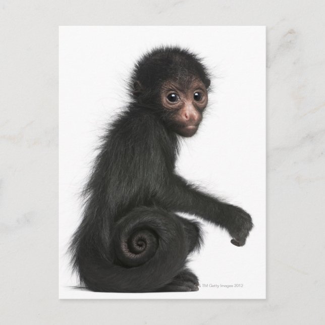 Red-faced Spider Monkey - Ateles paniscus (3 Postcard (Front)