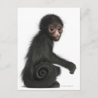 Red-faced Spider Monkey - Ateles paniscus (3