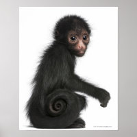 Red-faced Spider Monkey - Ateles paniscus (3