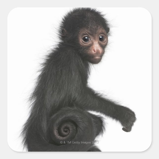 Red-faced Spider Monkey - Ateles paniscus (3 Square Sticker (Front)