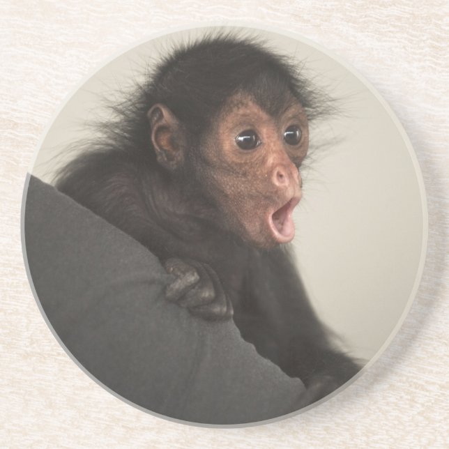 Red-faced Spider Monkey Ateles paniscus) Coaster (Front)