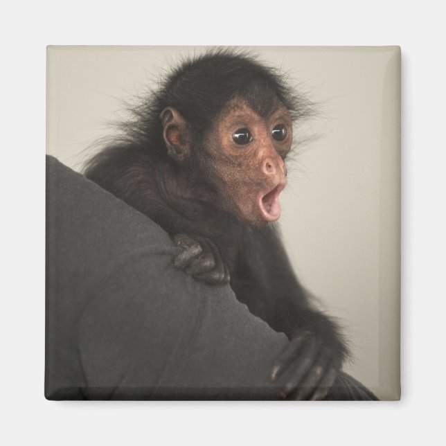 Red-faced Spider Monkey Ateles paniscus) Magnet (Front)