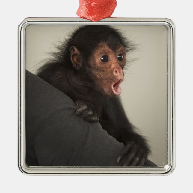 Red-faced Spider Monkey Ateles paniscus) Metal Tree Decoration (Front)