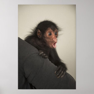 Red-faced Spider Monkey Ateles paniscus) Poster