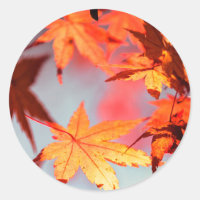 Red Fall Autumn Leaves Maple Tree