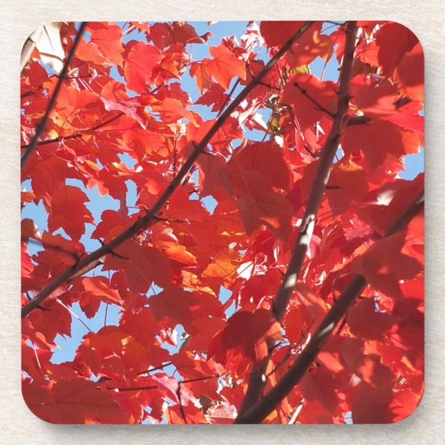 Red Fall Coaster (Front)