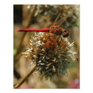Red Fall Dragonfly Photo Print