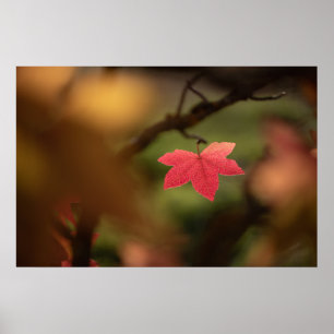 Red Fall Leaf Nature Photo Poster