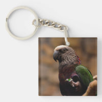 Red Fan Parrot