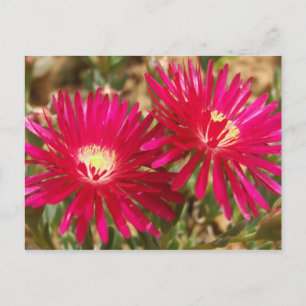 Red Fig Marigold Postcard