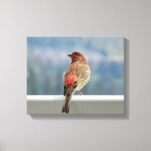 Red Finch Checking out the View. Canvas Print