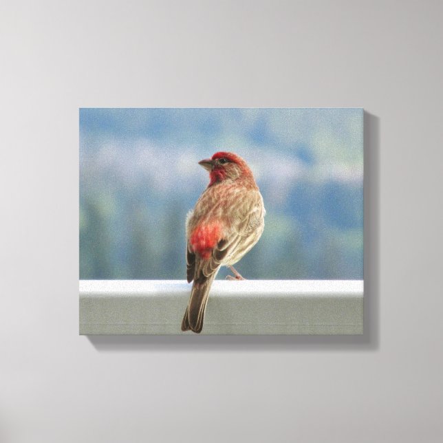 Red Finch Checking out the View. Canvas Print (Front)