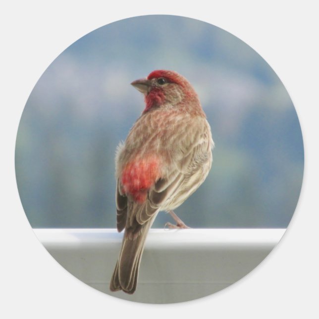 ​Red Finch Checking out the View. Classic Round Sticker (Front)