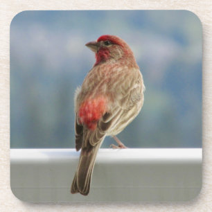 Red Finch Checking out the View. Coaster