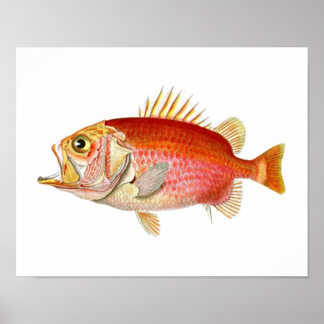 Red Fish Antique Fish Print no. 6 Beach Decor (Front)