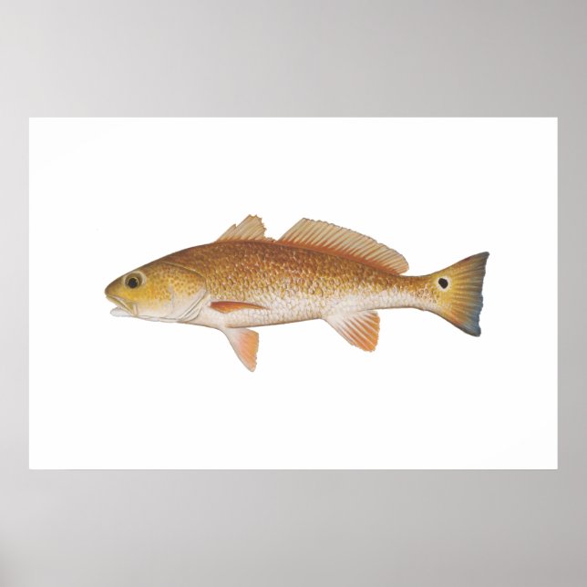 Red Fish - Red Drum Poster (Front)