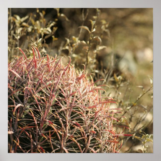 Red Fishhook Barrel Cactus - Glossy Print 23x23