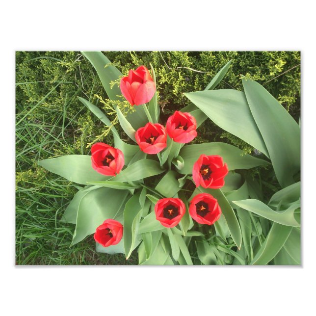 Red Floral Photo Print (Front)