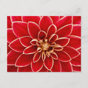 Red Floral Postcard