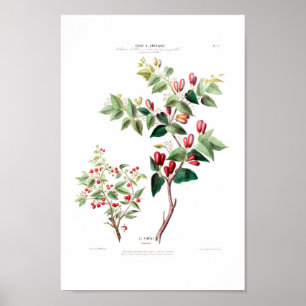 Red Floral Vintage American Botanical Piment Poster
