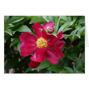 Red Flower