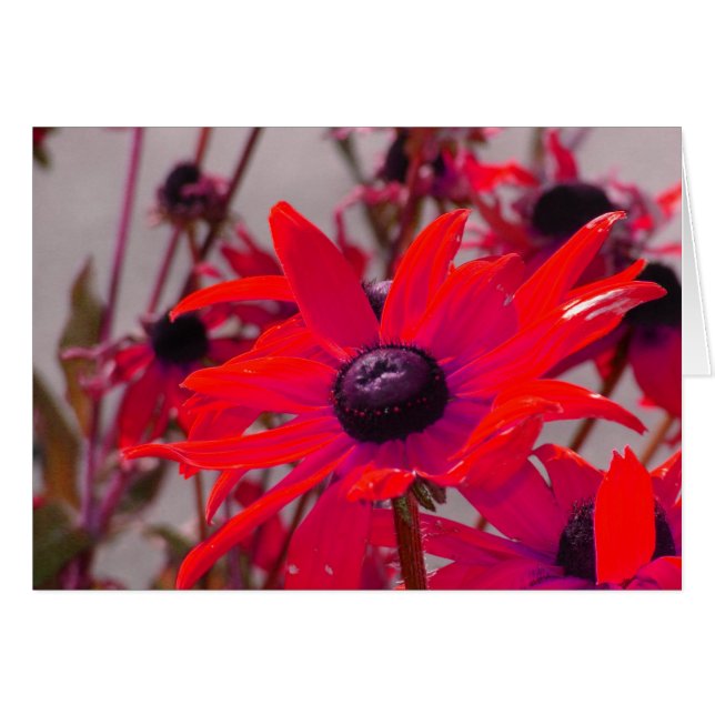 Red Flower (Front Horizontal)