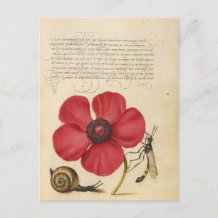 Red Flower And Snail Postcard