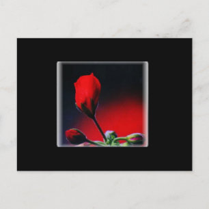 Red Flower Bud Valentine Postcard