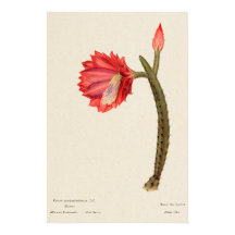 Red Flower Cactus Botanical Art