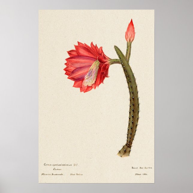 Red Flower Cactus Botanical Art Poster (Front)