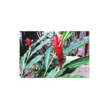 red flower