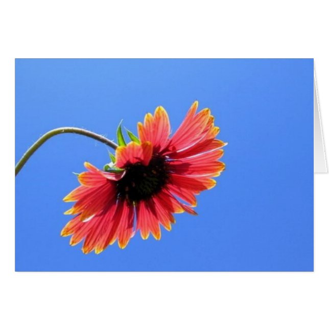 Red Flower Card (Front Horizontal)
