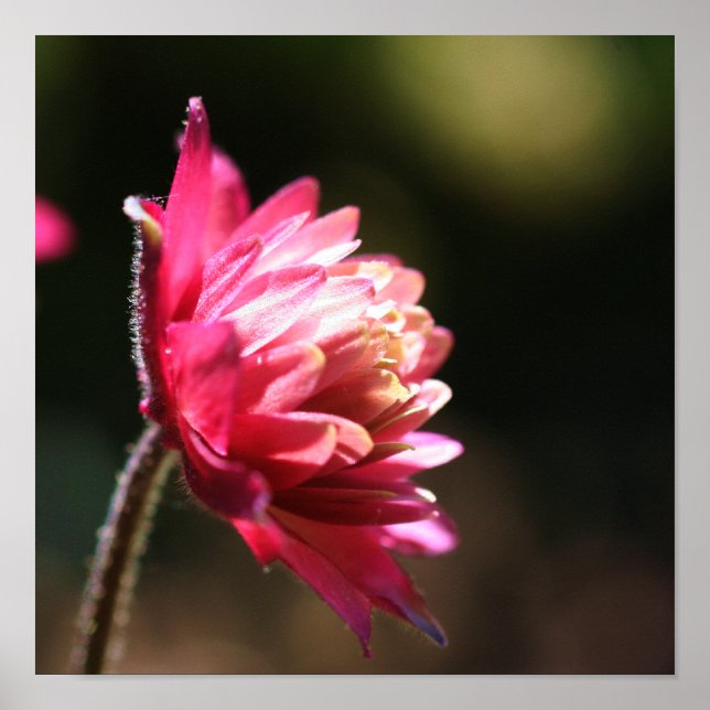 Red Flower In Sunlight Square Poster (Front)