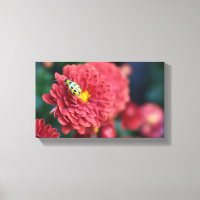 Red Flower Nature Photography Beetle Insect Bug
