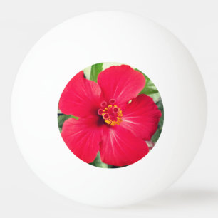 Red Flower of Hibiscus Rosa-sinensis Ping Pong Ball