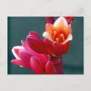 red flower opening up postcard