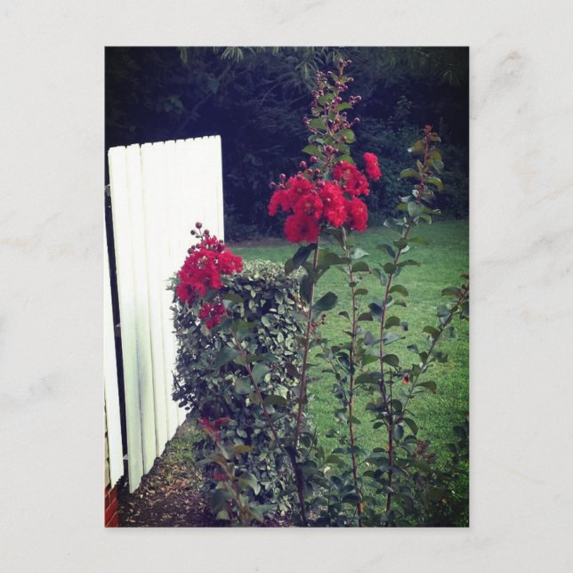 Red flower Postcard (Front)