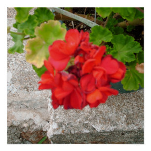 red flower poster