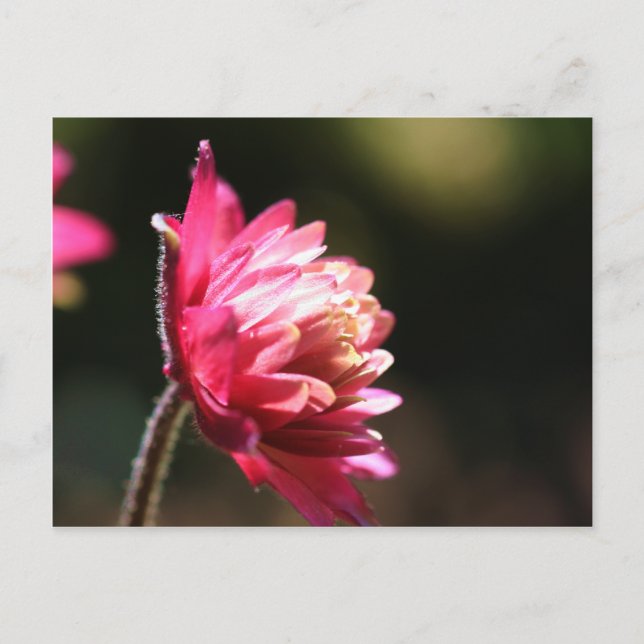 Red Flower Sunlight Floral Postcard (Front)