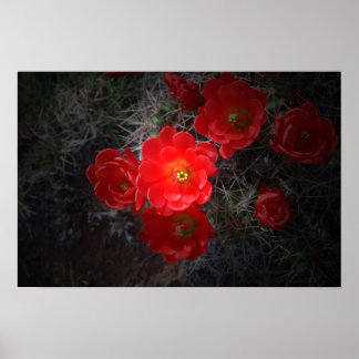 Red Flowering Cactus, Desert Poster