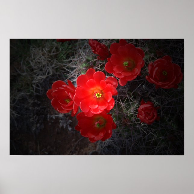 Red Flowering Cactus, Desert Poster (Front)