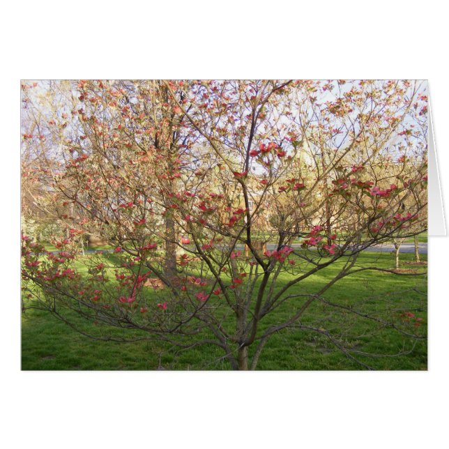 Red Flowering Dogwood (Front Horizontal)