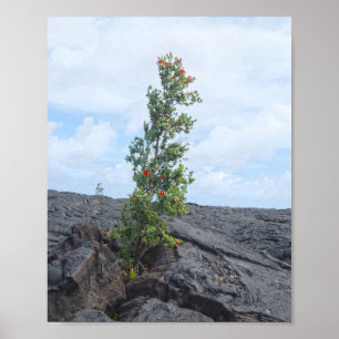 Red Flowering Ohia Tree Growing in Lava Field Poster